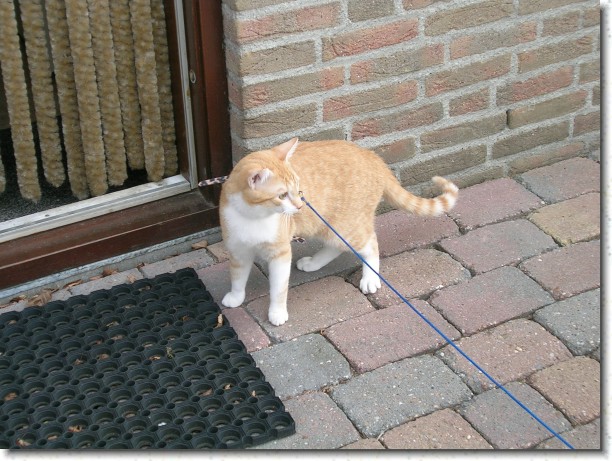 Klik hier voor de originele foto